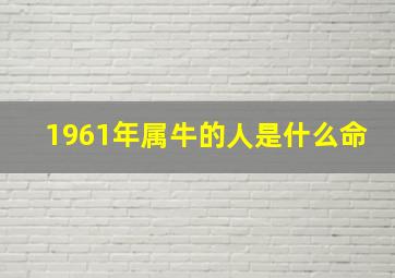 1961年属牛的人是什么命