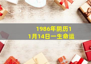 1986年阴历11月14日一生命运