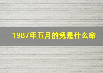 1987年五月的兔是什么命