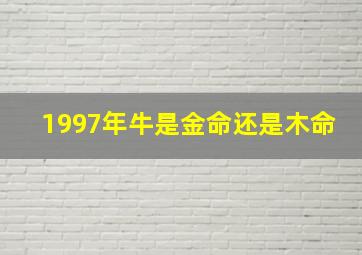 1997年牛是金命还是木命