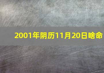 2001年阴历11月20日啥命