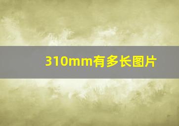 310mm有多长图片