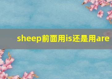 sheep前面用is还是用are