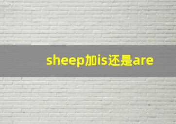 sheep加is还是are