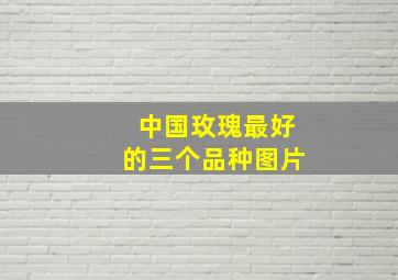 中国玫瑰最好的三个品种图片