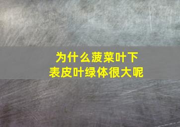 为什么菠菜叶下表皮叶绿体很大呢