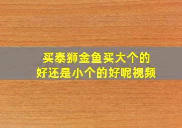 买泰狮金鱼买大个的好还是小个的好呢视频