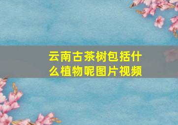 云南古茶树包括什么植物呢图片视频