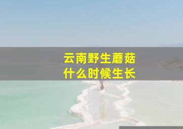 云南野生蘑菇什么时候生长