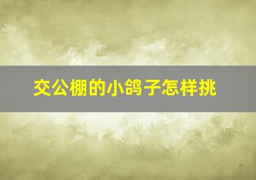 交公棚的小鸽子怎样挑