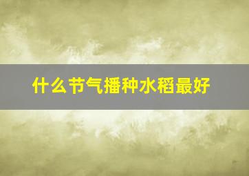 什么节气播种水稻最好