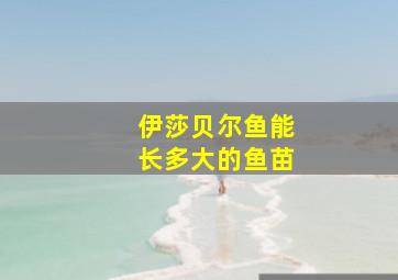 伊莎贝尔鱼能长多大的鱼苗