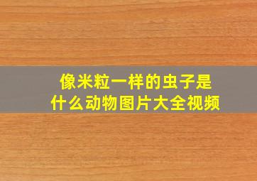 像米粒一样的虫子是什么动物图片大全视频