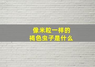 像米粒一样的褐色虫子是什么