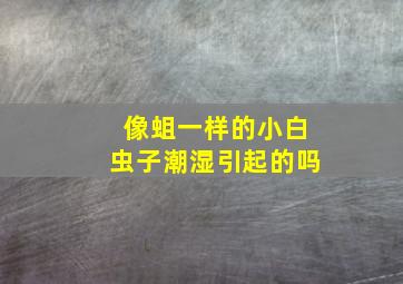 像蛆一样的小白虫子潮湿引起的吗