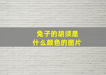 兔子的胡须是什么颜色的图片