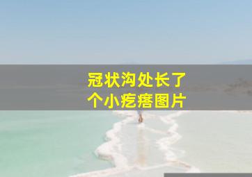 冠状沟处长了个小疙瘩图片