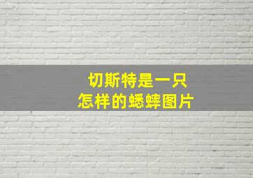 切斯特是一只怎样的蟋蟀图片