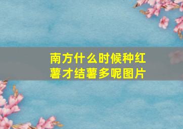 南方什么时候种红薯才结薯多呢图片