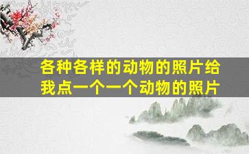 各种各样的动物的照片给我点一个一个动物的照片