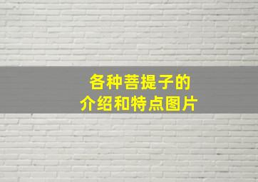 各种菩提子的介绍和特点图片