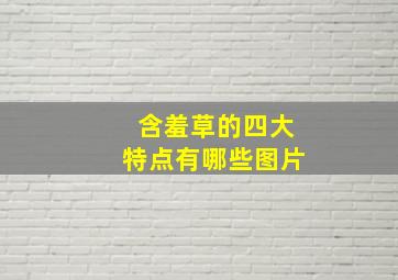 含羞草的四大特点有哪些图片