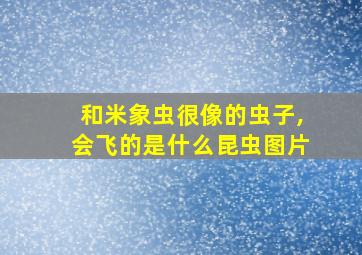 和米象虫很像的虫子,会飞的是什么昆虫图片