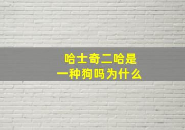 哈士奇二哈是一种狗吗为什么