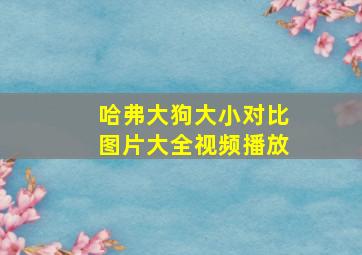 哈弗大狗大小对比图片大全视频播放