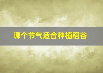 哪个节气适合种植稻谷