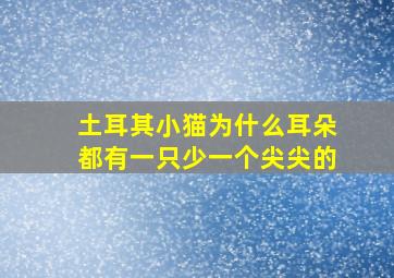 土耳其小猫为什么耳朵都有一只少一个尖尖的