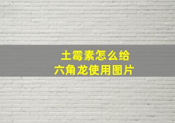 土霉素怎么给六角龙使用图片