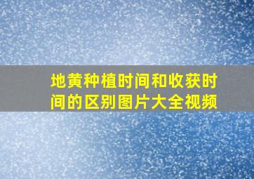 地黄种植时间和收获时间的区别图片大全视频