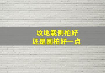 坟地栽侧柏好还是圆柏好一点