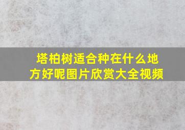 塔柏树适合种在什么地方好呢图片欣赏大全视频