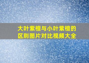 大叶紫檀与小叶紫檀的区别图片对比视频大全