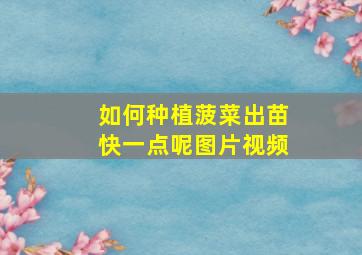 如何种植菠菜出苗快一点呢图片视频