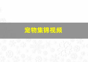 宠物集锦视频