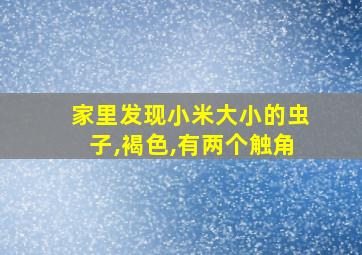 家里发现小米大小的虫子,褐色,有两个触角