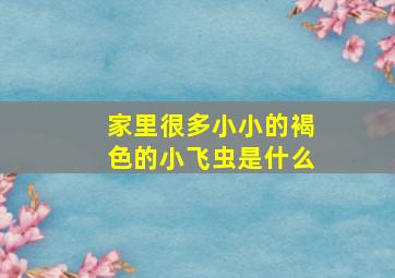 家里很多小小的褐色的小飞虫是什么