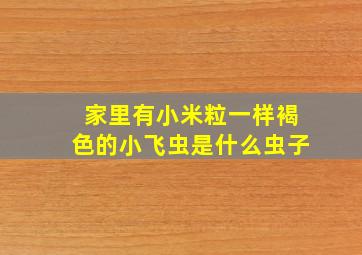 家里有小米粒一样褐色的小飞虫是什么虫子