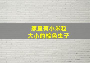 家里有小米粒大小的棕色虫子