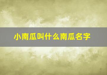 小南瓜叫什么南瓜名字