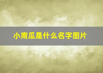 小南瓜是什么名字图片