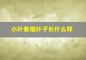 小叶紫檀叶子长什么样