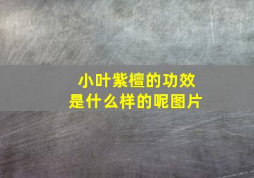 小叶紫檀的功效是什么样的呢图片