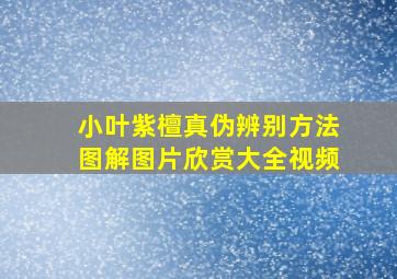 小叶紫檀真伪辨别方法图解图片欣赏大全视频