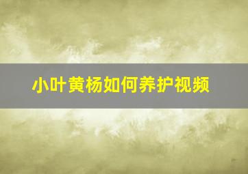 小叶黄杨如何养护视频