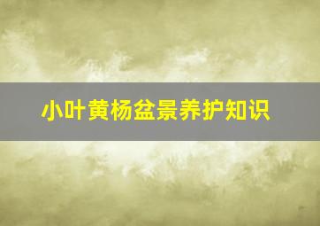 小叶黄杨盆景养护知识