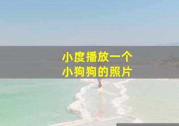 小度播放一个小狗狗的照片